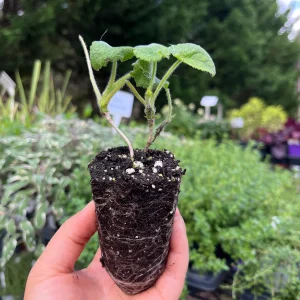 Lunaria Silver Dollar Plant Live Plug - 2.25 inch Pot - Indoor/Outdoor - Image 8