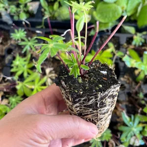 Lupine Russell Mix Live Plant - Multi-color Perennial, Long-blooming, Zone 3 Hardy - Image 2