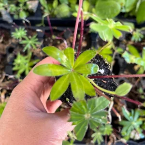 Lupine Russell Mix Live Plant - Multi-color Perennial, Long-blooming, Zone 3 Hardy - Image 4