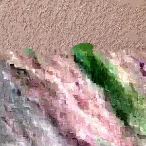 Lychee Fruit Tree Live Plant - Sweet Litchi, Tropical Edible, 6-12