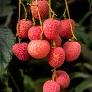 Lychee Sweet Heart Live Plant - Half Gallon Pot - Tropical Fruit Tree - Image 3