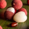 Lychee Sweet Heart Live Plant - Half Gallon Pot - Tropical Fruit Tree - Image 1