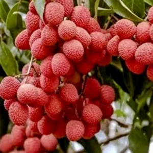 Lychee tree Mauritius air layered 3ft tree. - Image 3