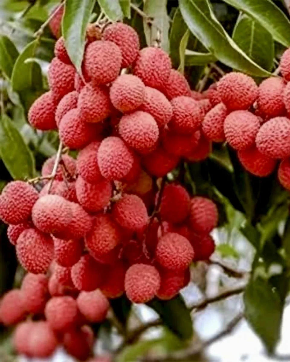 Lychee tree Mauritius air layered 3ft tree. - Image 1