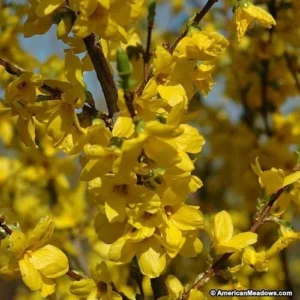 Lynwood Gold Forsythia Bare Root Cuttings - 2 Plants, 1-2 ft Tall, Outdoor Shrub - Image 2