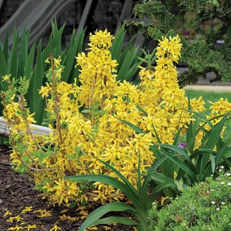 Lynwood Gold Forsythia Live Plant – 2.5 Inch Pot – Bright Yellow Blooms – Outdoor Shrub - Image 2