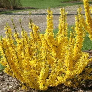 Lynwood Gold Forsythia Live Plant – 2.5 Inch Pot – Bright Yellow Blooms – Outdoor Shrub - Image 3
