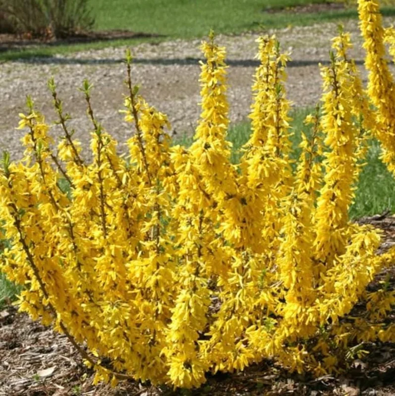 Lynwood Gold Forsythia Live Plant – 2.5 Inch Pot – Bright Yellow Blooms – Outdoor Shrub - Image 3