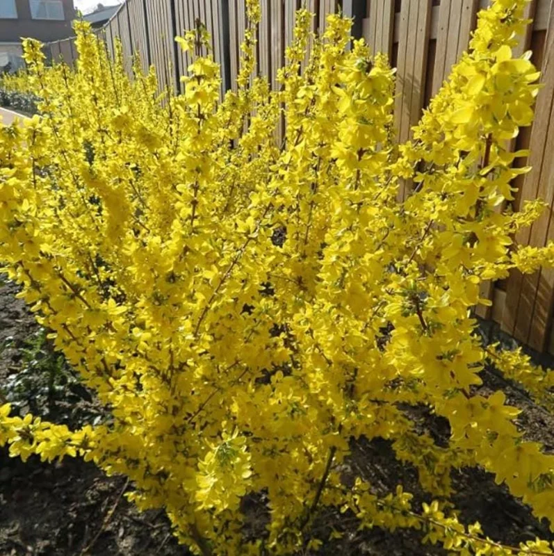 Lynwood Gold Forsythia Live Plant – 2.5 Inch Pot – Bright Yellow Blooms – Outdoor Shrub - Image 4