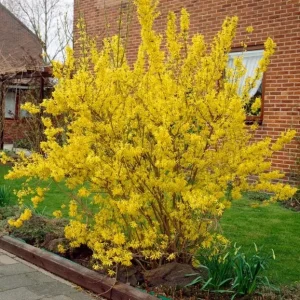Lynwood Gold Forsythia Live Plant – 2.5 Inch Pot – Bright Yellow Blooms – Outdoor Shrub - Image 5