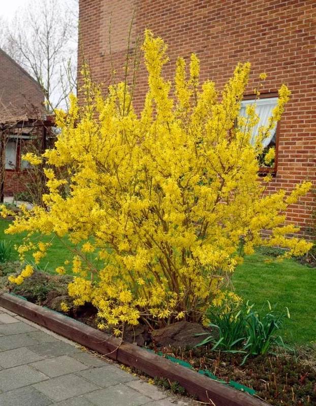 Lynwood Gold Forsythia Live Plant – 2.5 Inch Pot – Bright Yellow Blooms – Outdoor Shrub - Image 5