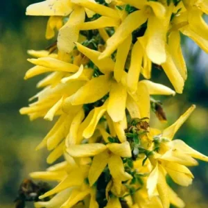 Lynwood Gold Forsythia Live Plant – 2.5 Inch Pot – Bright Yellow Blooms – Outdoor Shrub - Image 6