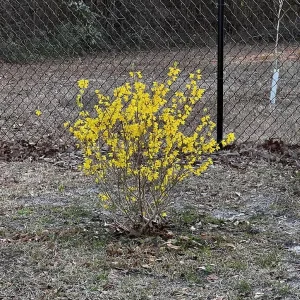 Lynwood Gold Forsythia Live Plant – 2.5 Inch Pot – Bright Yellow Blooms – Outdoor Shrub - Image 7