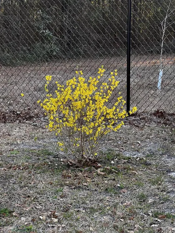 Lynwood Gold Forsythia Live Plant – 2.5 Inch Pot – Bright Yellow Blooms – Outdoor Shrub - Image 7