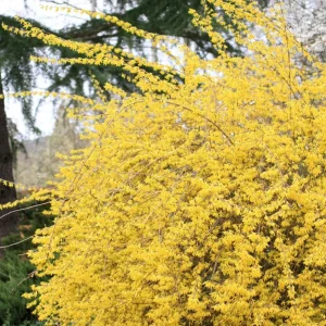 Lynwood Gold Forsythia Live Plant – 2.5 Inch Pot – Bright Yellow Blooms – Outdoor Shrub - Image 8
