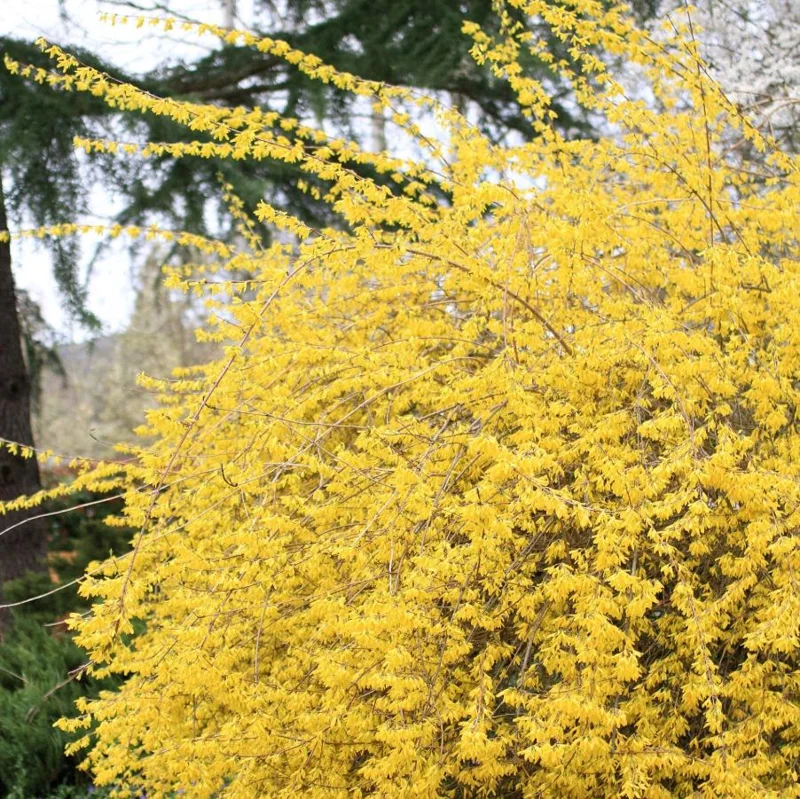 Lynwood Gold Forsythia Live Plant – 2.5 Inch Pot – Bright Yellow Blooms – Outdoor Shrub - Image 8
