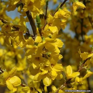 Lynwood Gold Forsythia Live Plant - 2.5 inch Pot - Outdoor Shrub - Image 2