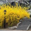 Lynwood Gold Forsythia Live Plant – 4 inch Pot – Outdoor Deciduous Shrub - Image 1