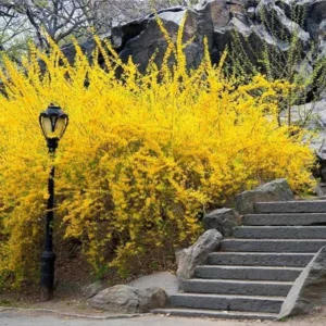 Lynwood Gold Forsythia Live Plant – 4 inch Pot – Outdoor Deciduous Shrub - Image 1
