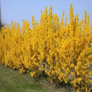 Lynwood Gold Forsythia Live Plant - 4 inch Pot - Vibrant Yellow Flowering Shrub - Image 10