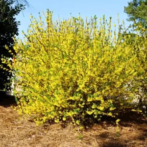 Lynwood Gold Forsythia Live Plant - 4 inch Pot - Vibrant Yellow Flowering Shrub - Image 2