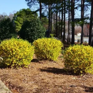 Lynwood Gold Forsythia Live Plant - 4 inch Pot - Vibrant Yellow Flowering Shrub - Image 3