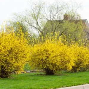 Lynwood Gold Forsythia Live Plant - 4 inch Pot - Vibrant Yellow Flowering Shrub - Image 4