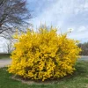 Lynwood Gold Forsythia Live Plant - 4 inch Pot - Vibrant Yellow Flowering Shrub - Image 1