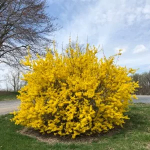 Lynwood Gold Forsythia Live Plant - 4 inch Pot - Vibrant Yellow Flowering Shrub - Image 1
