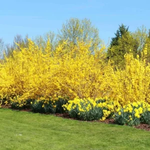 Lynwood Gold Forsythia Live Plant - 4 inch Pot - Vibrant Yellow Flowering Shrub - Image 5