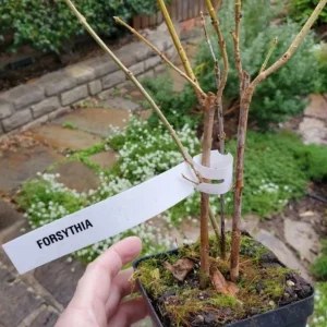 Lynwood Gold Forsythia Live Plant - 4 inch Pot - Vibrant Yellow Flowering Shrub - Image 6