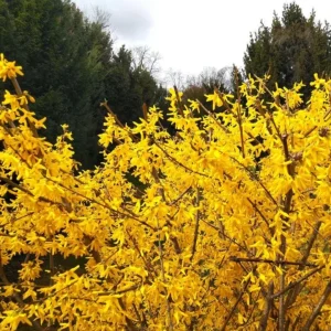 Lynwood Gold Forsythia Live Plant - 4 inch Pot - Vibrant Yellow Flowering Shrub - Image 7