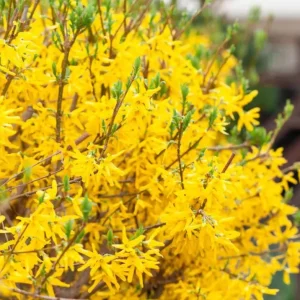 Lynwood Gold Forsythia Live Plant - 4 inch Pot - Vibrant Yellow Flowering Shrub - Image 8