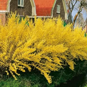 Lynwood Gold Forsythia Live Plant - 4 inch Pot - Vibrant Yellow Flowering Shrub - Image 9