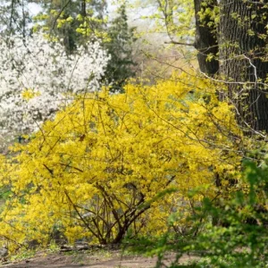 Lynwood Gold Forsythia Live Plant – Quart Pot – Vibrant Yellow Flowering Shrub – Outdoor - Image 10