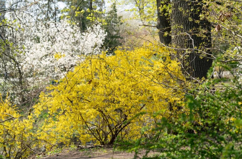 Lynwood Gold Forsythia Live Plant – Quart Pot – Vibrant Yellow Flowering Shrub – Outdoor - Image 10