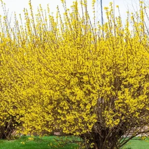 Lynwood Gold Forsythia Live Plant – Quart Pot – Vibrant Yellow Flowering Shrub – Outdoor - Image 2