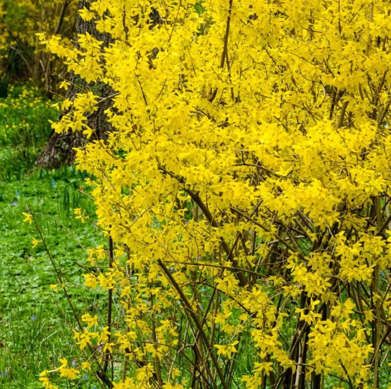 Lynwood Gold Forsythia Live Plant – Quart Pot – Vibrant Yellow Flowering Shrub – Outdoor - Image 3