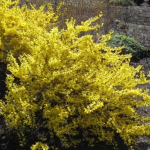 Lynwood Gold Forsythia Live Plant – Quart Pot – Vibrant Yellow Flowering Shrub – Outdoor - Image 4