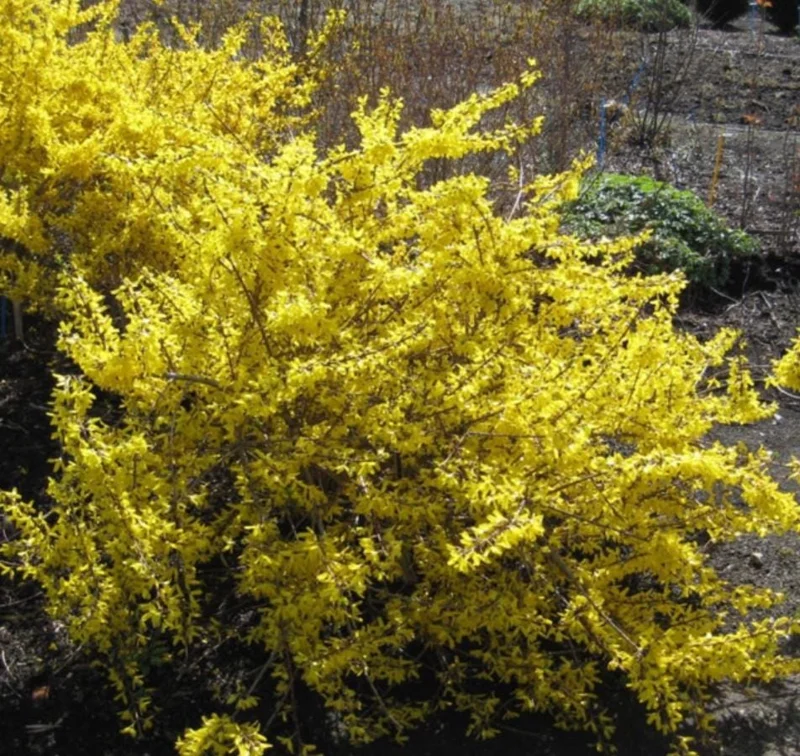 Lynwood Gold Forsythia Live Plant – Quart Pot – Vibrant Yellow Flowering Shrub – Outdoor - Image 4