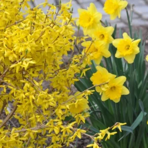 Lynwood Gold Forsythia Live Plant – Quart Pot – Vibrant Yellow Flowering Shrub – Outdoor - Image 5