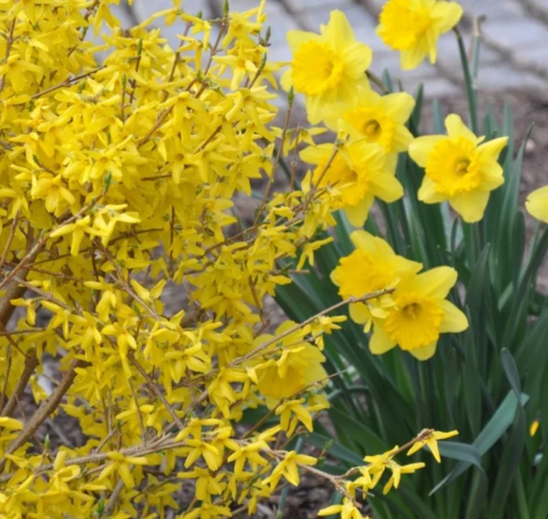 Lynwood Gold Forsythia Live Plant – Quart Pot – Vibrant Yellow Flowering Shrub – Outdoor - Image 5