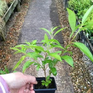 Lynwood Gold Forsythia Live Plant – Quart Pot – Vibrant Yellow Flowering Shrub – Outdoor - Image 7