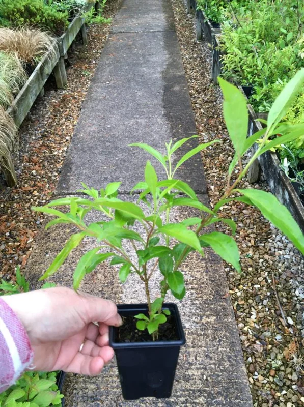 Lynwood Gold Forsythia Live Plant – Quart Pot – Vibrant Yellow Flowering Shrub – Outdoor - Image 7