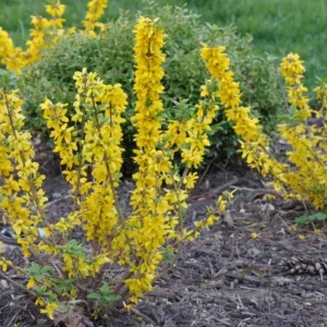 Lynwood Gold Forsythia Live Plant – Quart Pot – Vibrant Yellow Flowering Shrub – Outdoor - Image 8