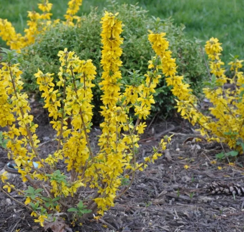 Lynwood Gold Forsythia Live Plant – Quart Pot – Vibrant Yellow Flowering Shrub – Outdoor - Image 8