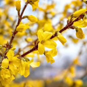 Lynwood Gold Forsythia Live Plant – Quart Pot – Vibrant Yellow Flowering Shrub – Outdoor - Image 9