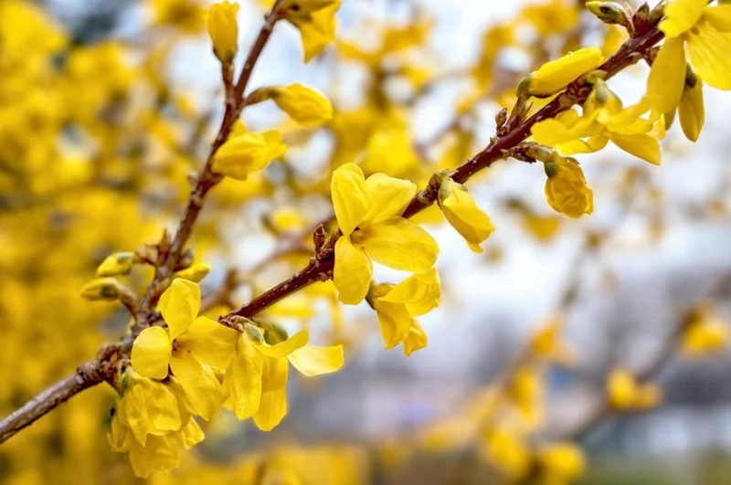 Lynwood Gold Forsythia Live Plant – Quart Pot – Vibrant Yellow Flowering Shrub – Outdoor - Image 9