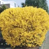 Lynwood Gold Forsythia Live Plant – Quart Pot – Vibrant Yellow Flowering Shrub – Outdoor - Image 1