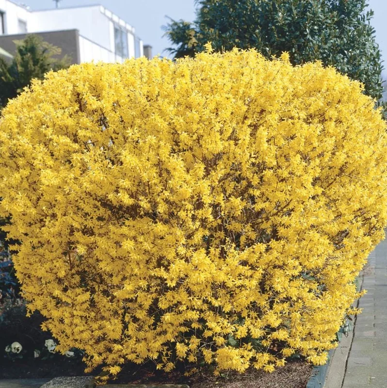 Lynwood Gold Forsythia Live Plant – Quart Pot – Vibrant Yellow Flowering Shrub – Outdoor - Image 1